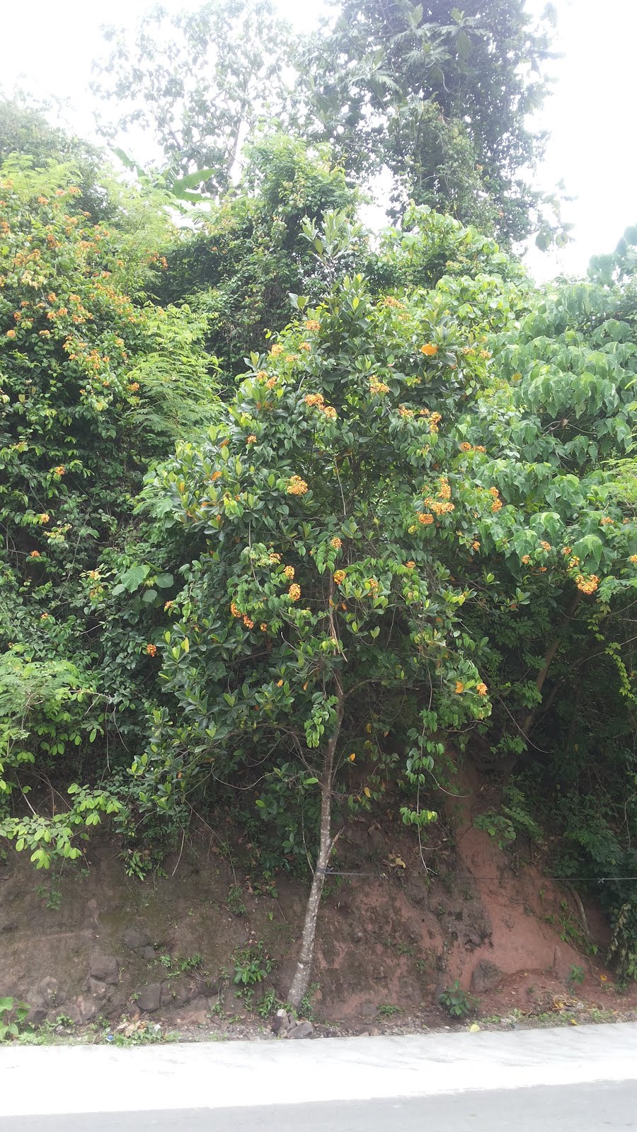 OUR PHILIPPINE TREES Fans and Flowering Orchid Vines