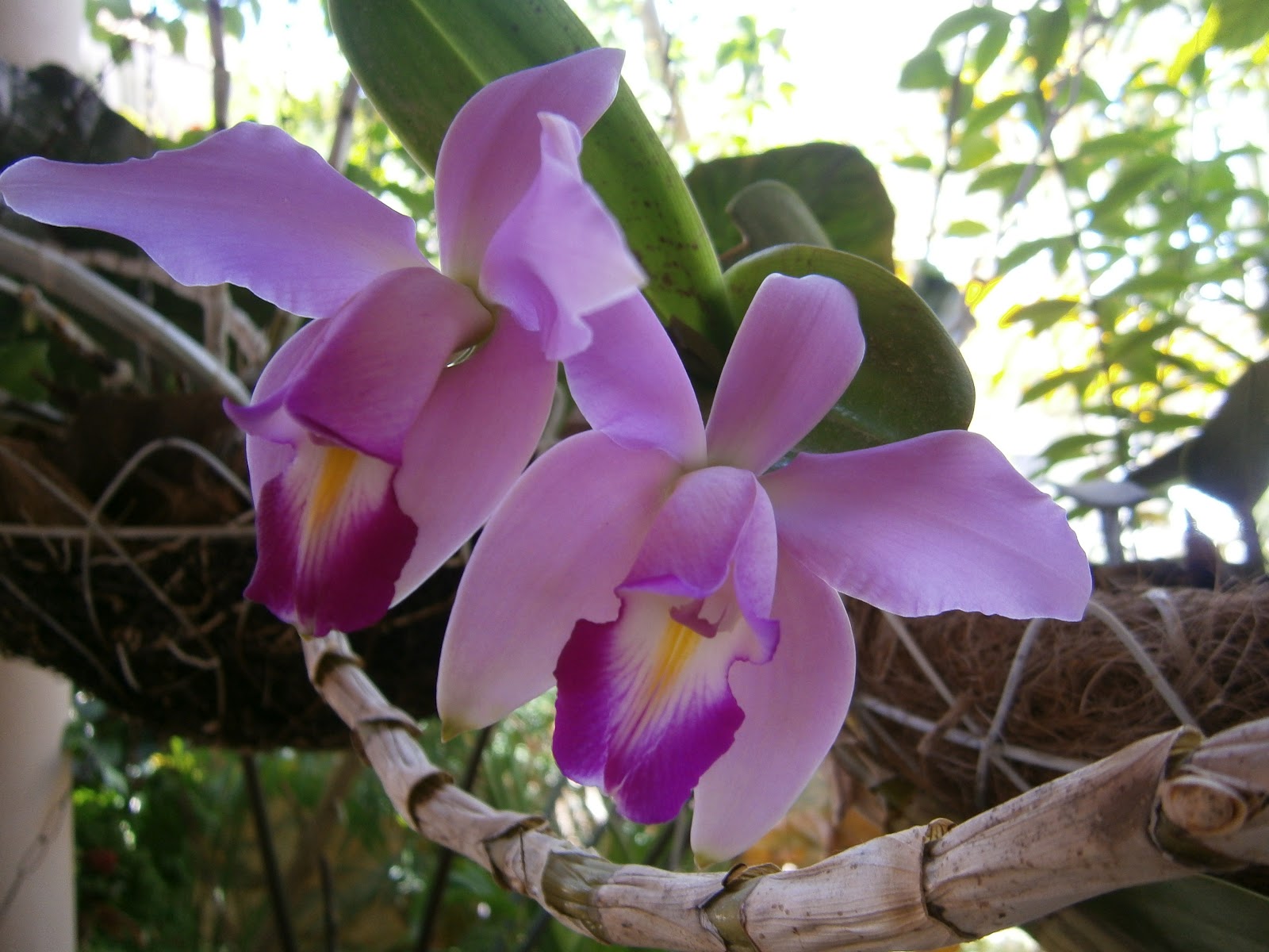 Orquídeas: principais espécies e segredos para cuidar das