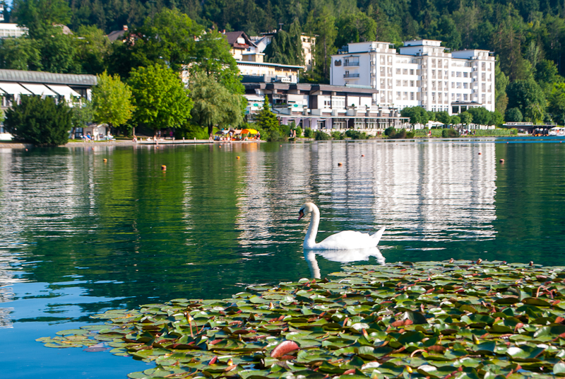 Swan and lily pads on lake bled Swan and lily pads on lake bled slovenia