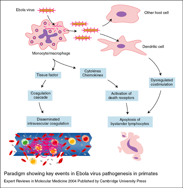 viral hemorrhagic fever and ebola river Species of the genus ebola virus has one member virus, and four of these cause ebola virus disease (evd) in humans, a type of hemorrhagic fever having a very high case fatality rate up to 90% in humans. viral hemorrhagic fever and ebola river Species of the genus ebola virus has one member virus, and four of these cause ebola virus disease (evd) in humans, a type of hemorrhagic fever having a very high case fatality rate up to 90% in humans.