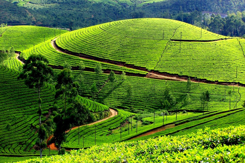 5 Marvelous Hill Stations in Kerala GingerSnaps