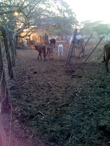 De las tierras apureñas