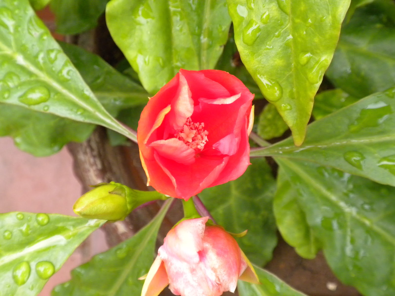 Chennai Garden The Wax Rose