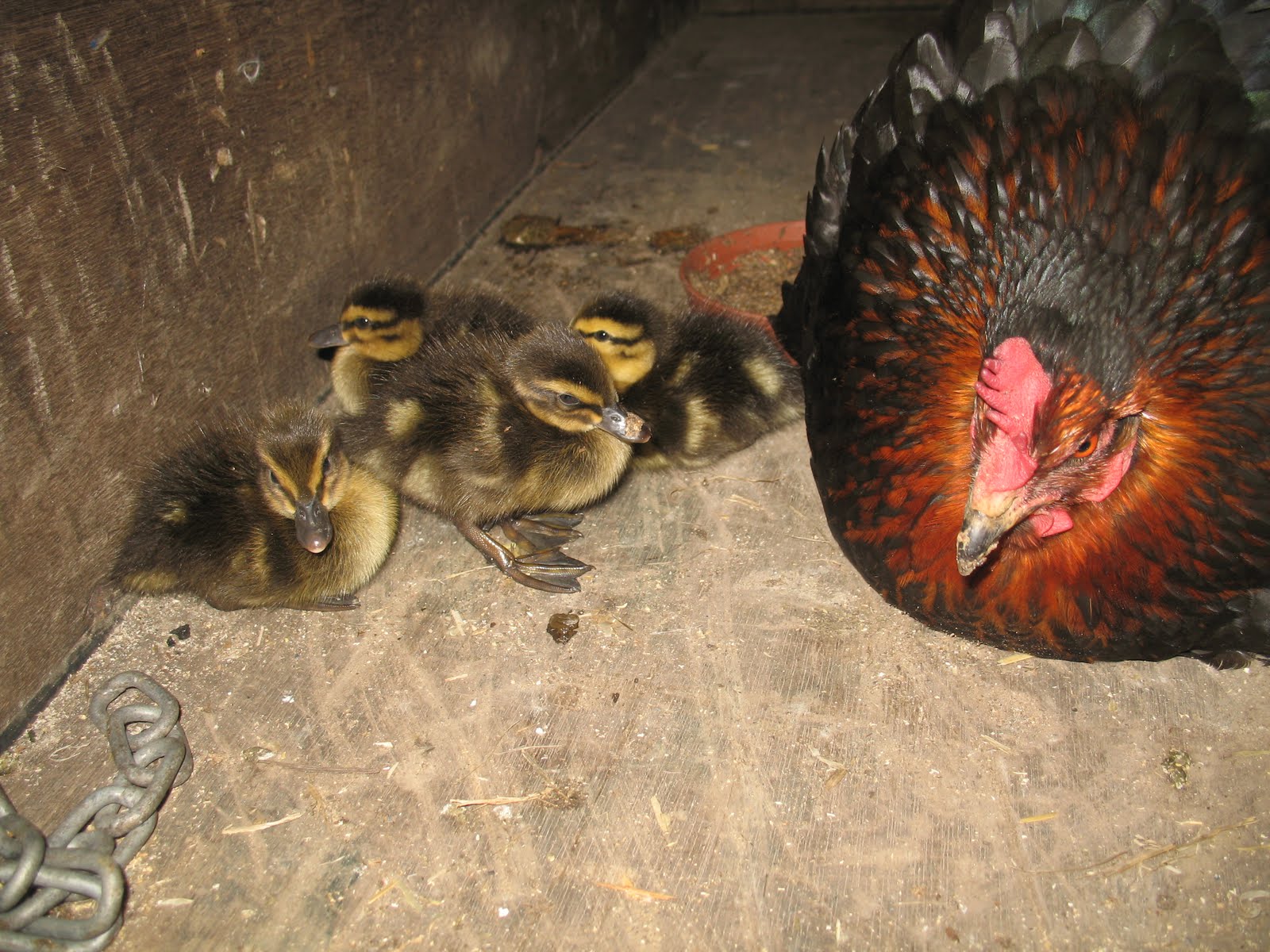Honey and Produce: Badger attacks mallard nest.