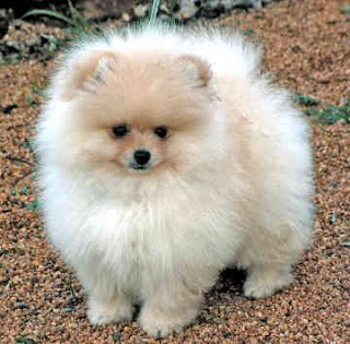 pomeranian dog puppies dogs beeders vector mini champion wallpaper pomeranian dog puppies dogs beeders vector mini champion wallpaper