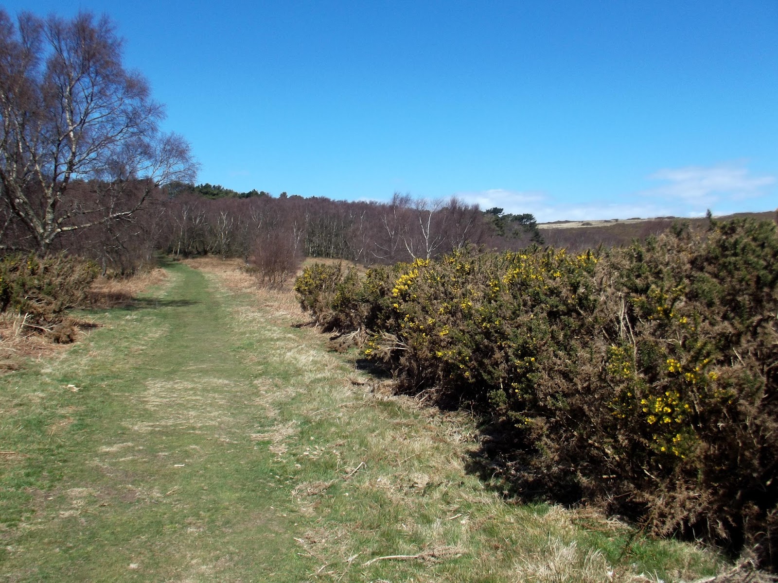 Moorland above Selworthy.