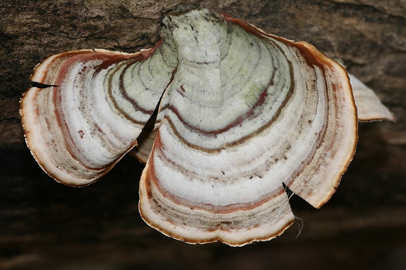 Distracted Naturalist False Turkey Tail