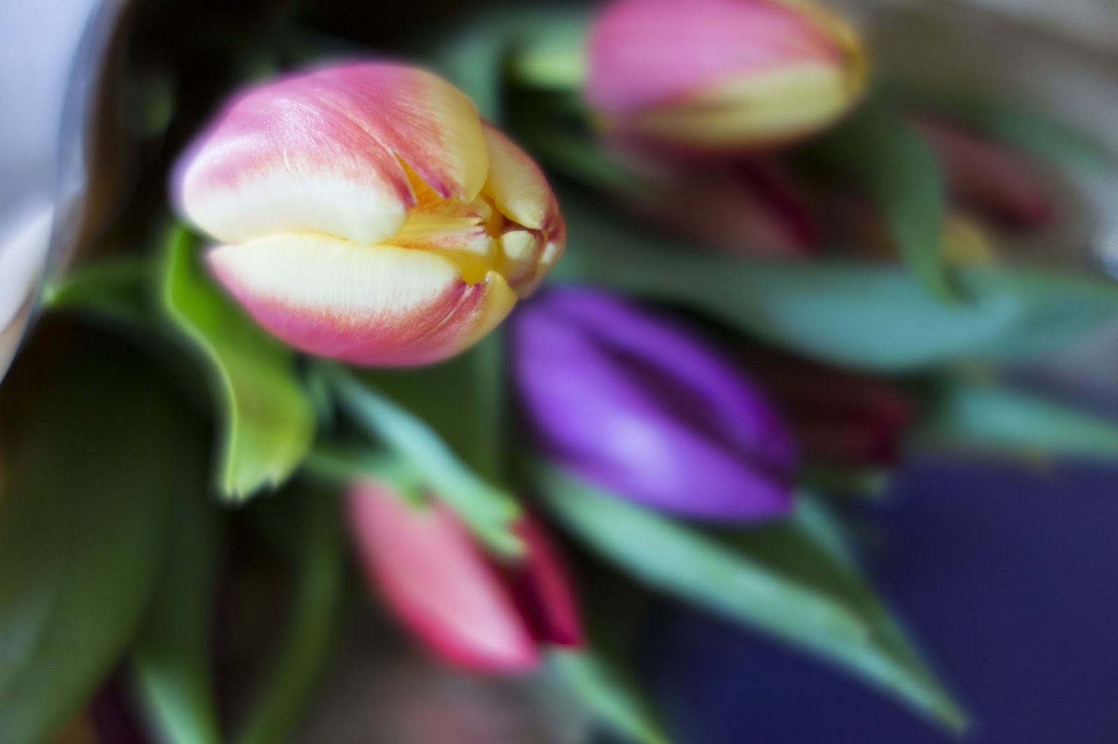 Happiness is... tulips www.lovedbylaura.com
