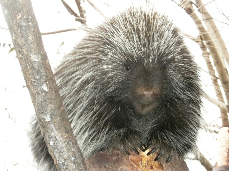 The Zoo Review Species Fact Profile North American Porcupine