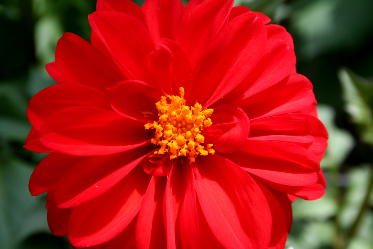Flores Rojas - Red Flowers - Wallpapers | Fotos e Imágenes en FOTOBLOG X