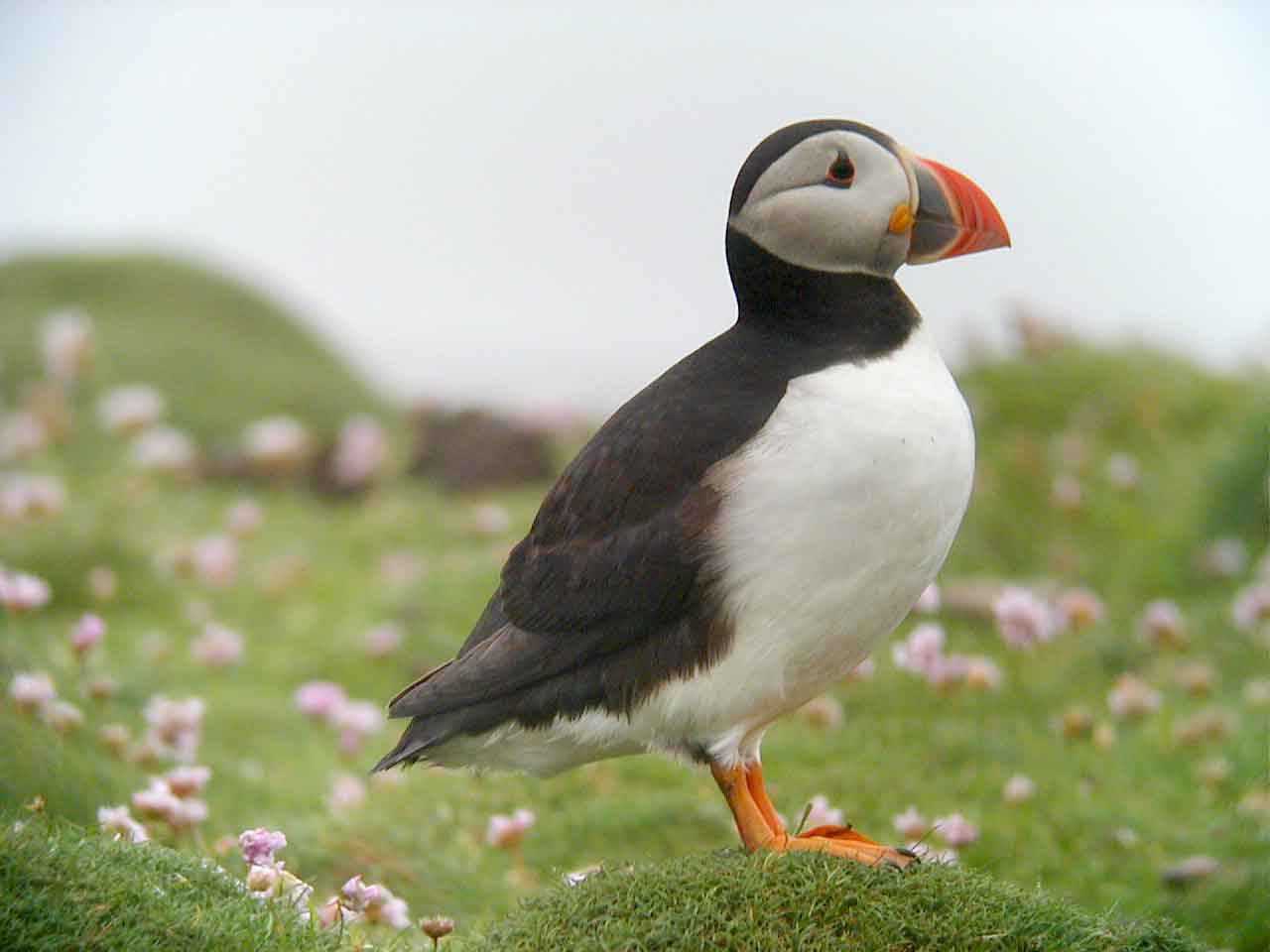 pics of puffins