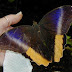 Caligo atreus