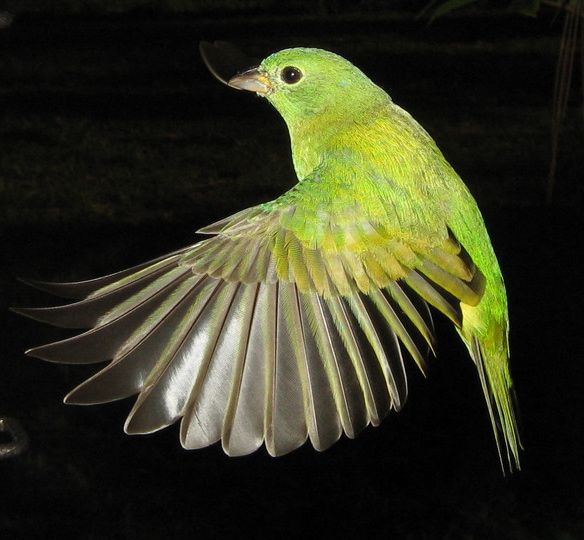 Phillip's Natural World Painted Bunting