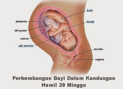 Perkembangan bayi dalam kandungan hamil 39 minggu Perkembangan bayi dalam kandungan hamil 39 minggu, perkembangan fetus bayi ibu mengandung 39 minggu, wanita mengandung 9 bulan, hamil trimester tiga, tanda mengandung usia 39 minggu, keadaan ibu mengandung 39 minggu, cara mengandung, gambar bayi dalam kandungan 39 minggu, kehamilan trimester minggu akhir, tanda kontraksi bersalin, tanda hendak beranak, tarikh bersalin