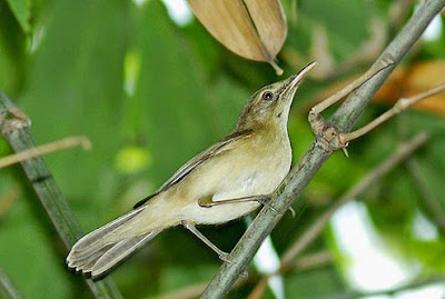 large billed reed warbler large billed reed warbler