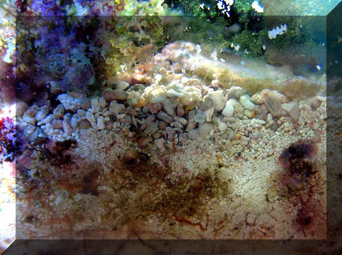 Reef Mania Italia Deep Sand Bed "DSB"