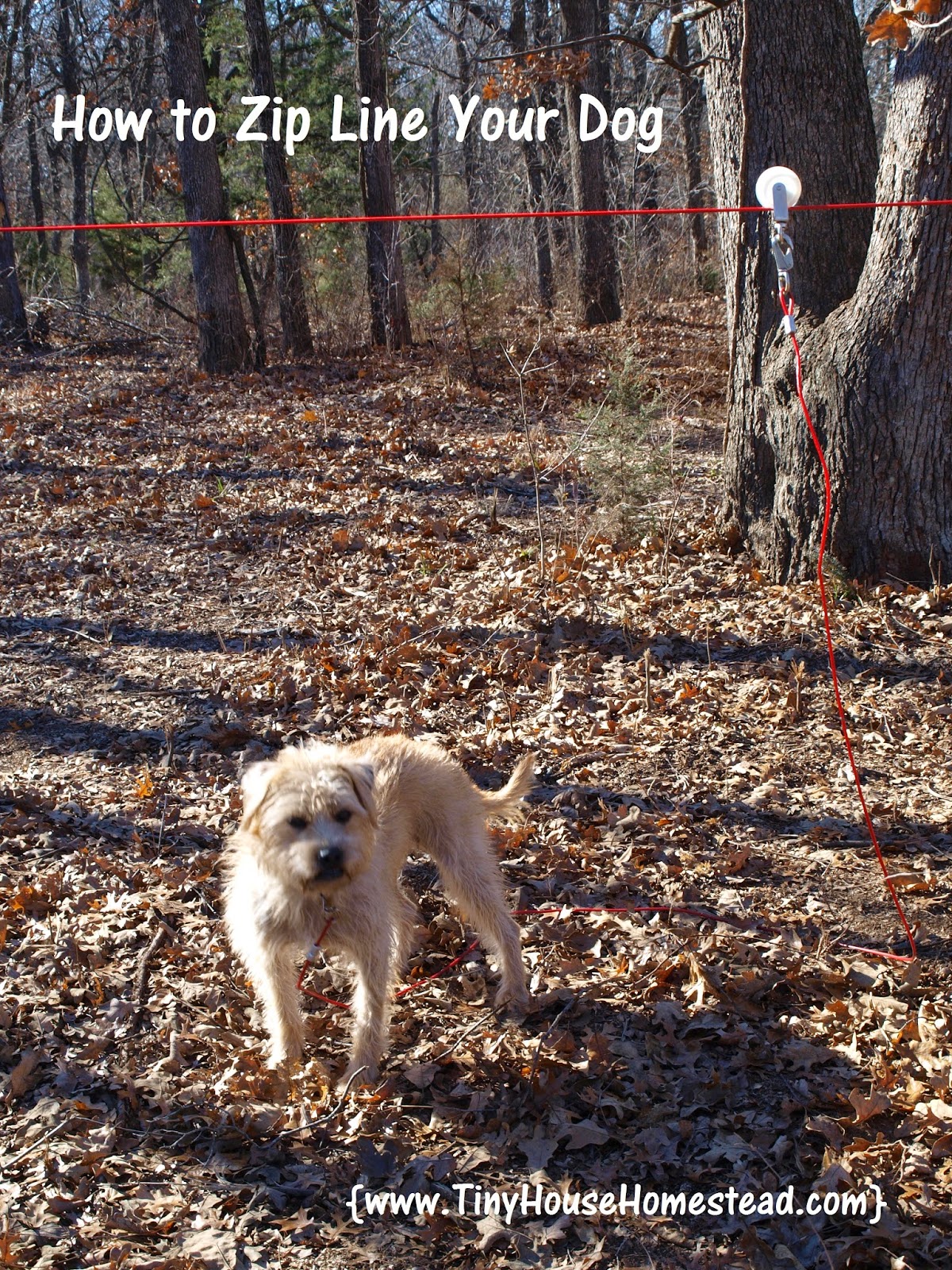 Tiny House Homestead Zip Line Your Dog For Safety
