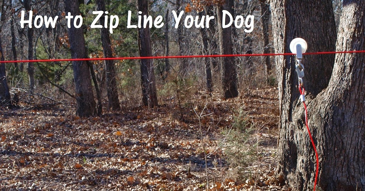 Tiny House Homestead Zip Line Your Dog For Safety