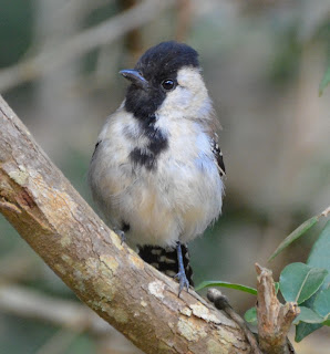 Silvery-Cheeked Antshrike, Sakesphorus cristatus