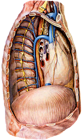 Docs Network: Regional anatomy of thorax
