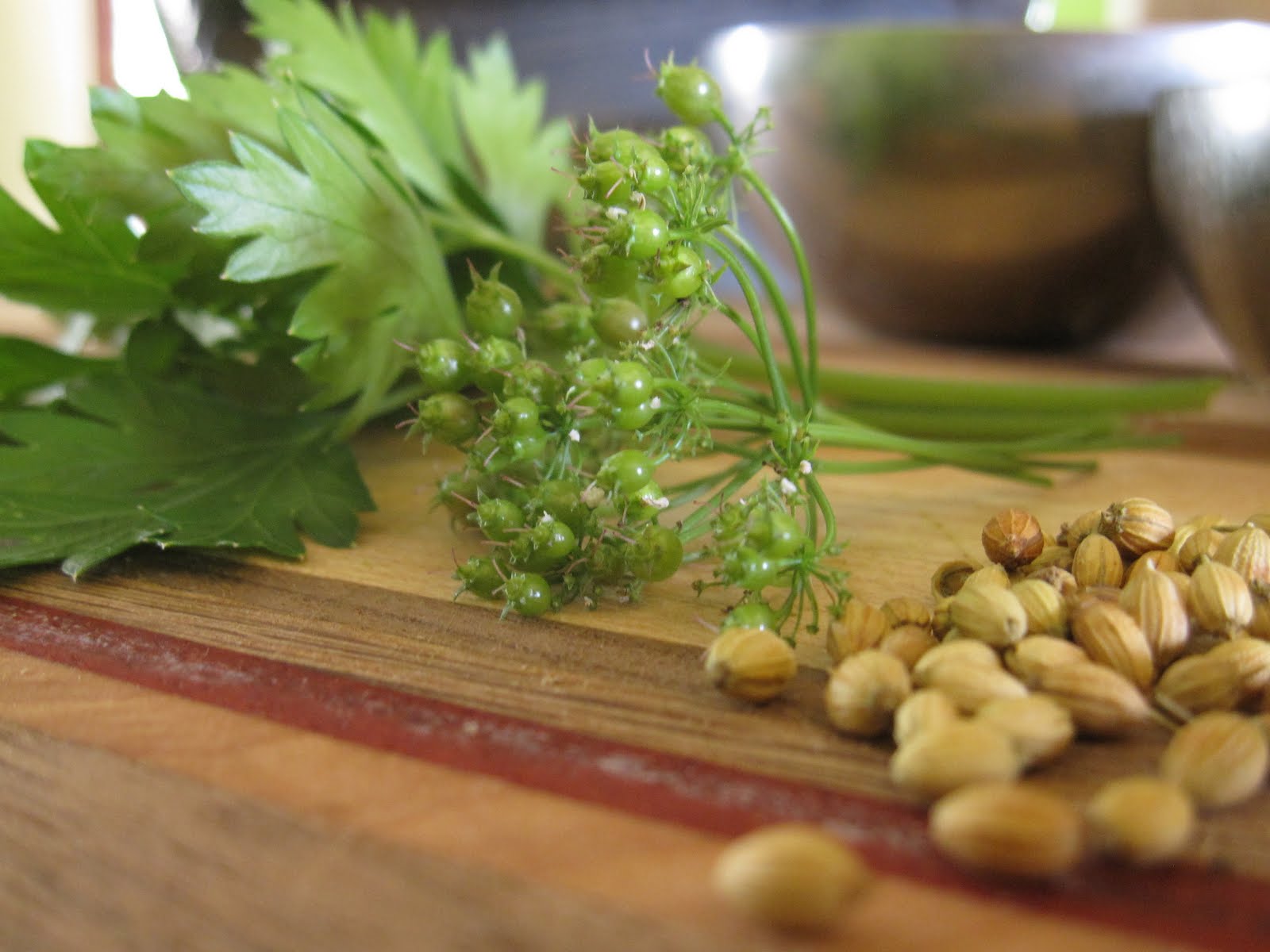 Arrowhead Alpines Blog Why I'm happy when my cilantro bolts