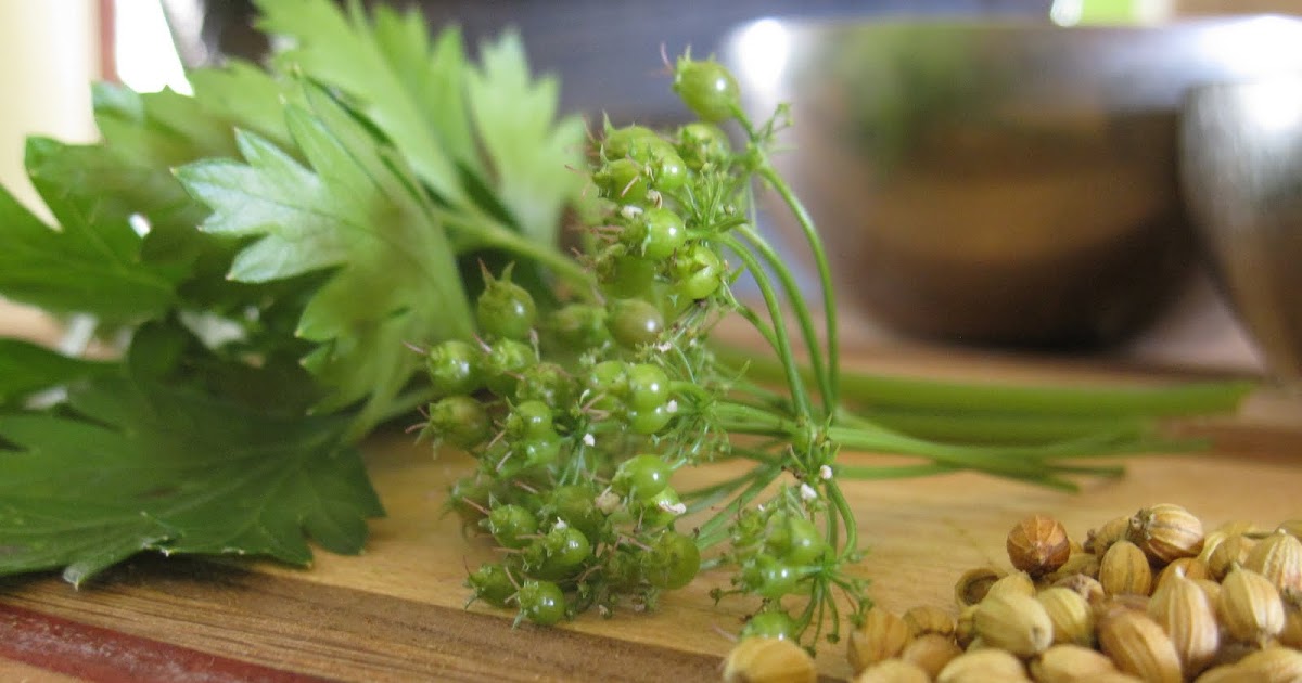 Arrowhead Alpines Blog Why I'm happy when my cilantro bolts