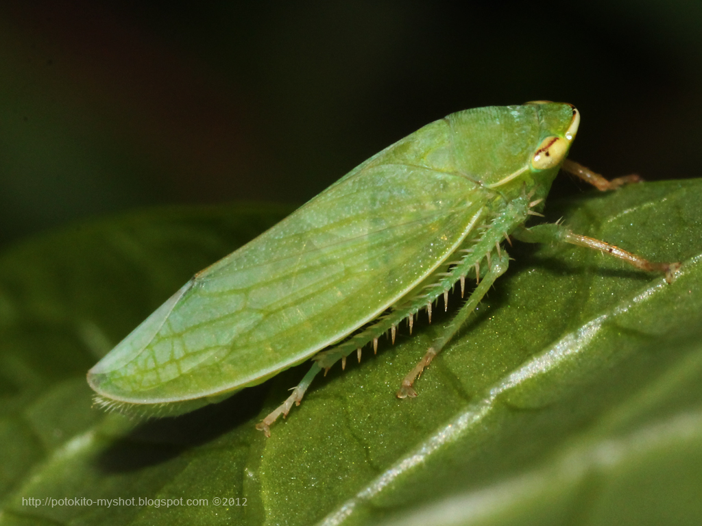 My Shot Gallery of Bengkulu Green Leafhopper (Cicadellidae sp)