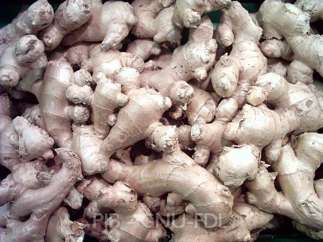 Rani Lysa 13 Rhizoma Rani Lysa 13 Rhizoma