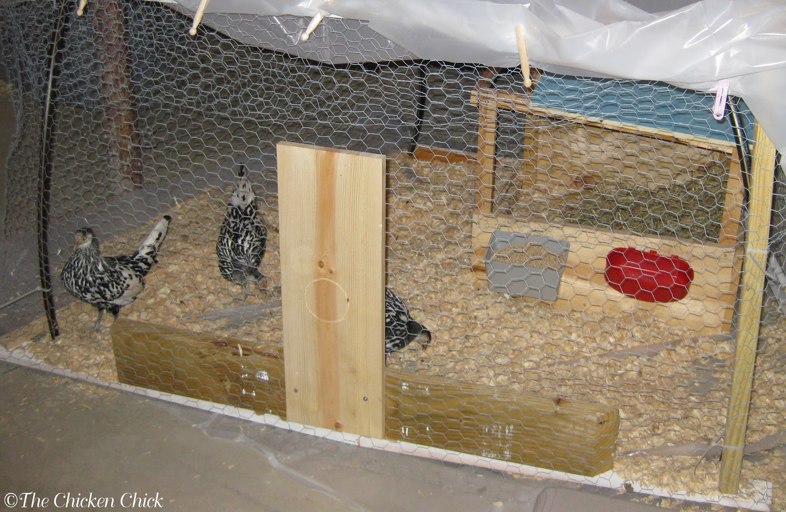 Quarantine of Backyard Chickens When and How The Chicken Chick®