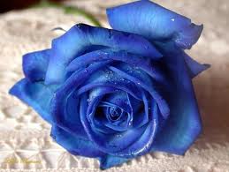 una rosa blu