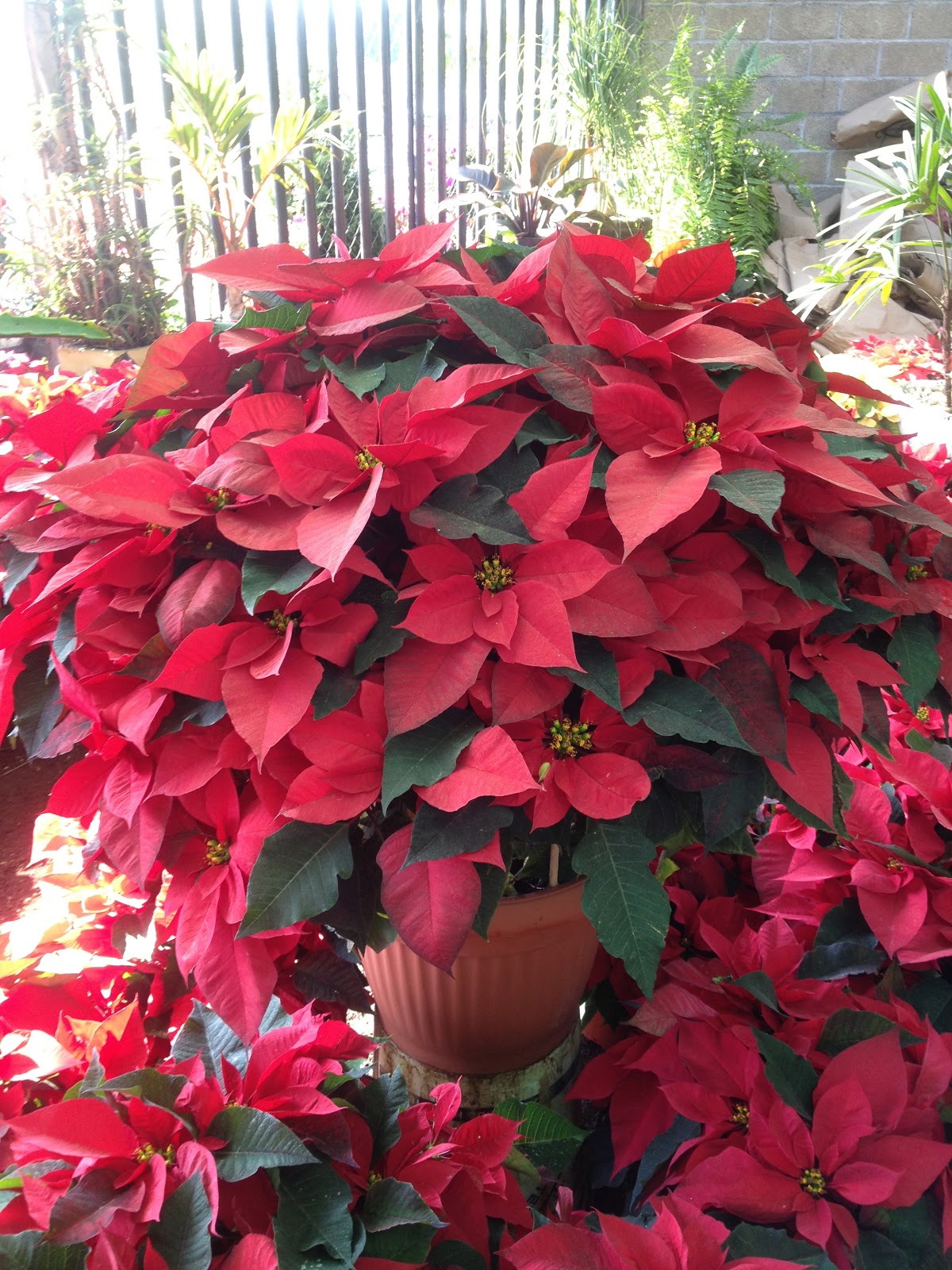 La casa de Alejandra: Comprando Nochebuenas