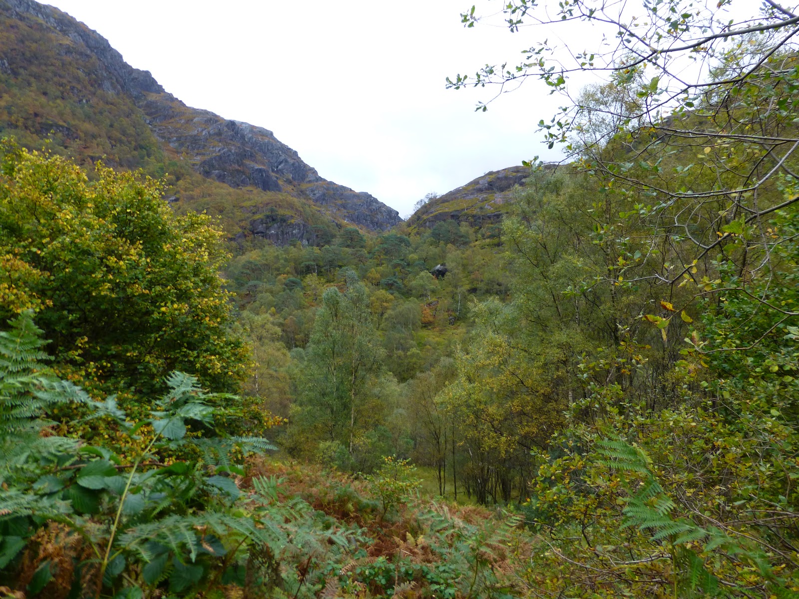 Big Gorse Bush Mostly Glen Nevis (again) Holiday in Lochaber.
