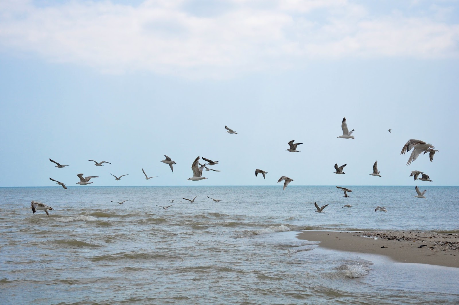 Birds over the Black Sea, Bulgaria