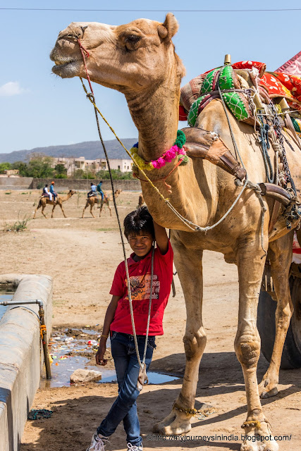 Camel Safari Pushkar