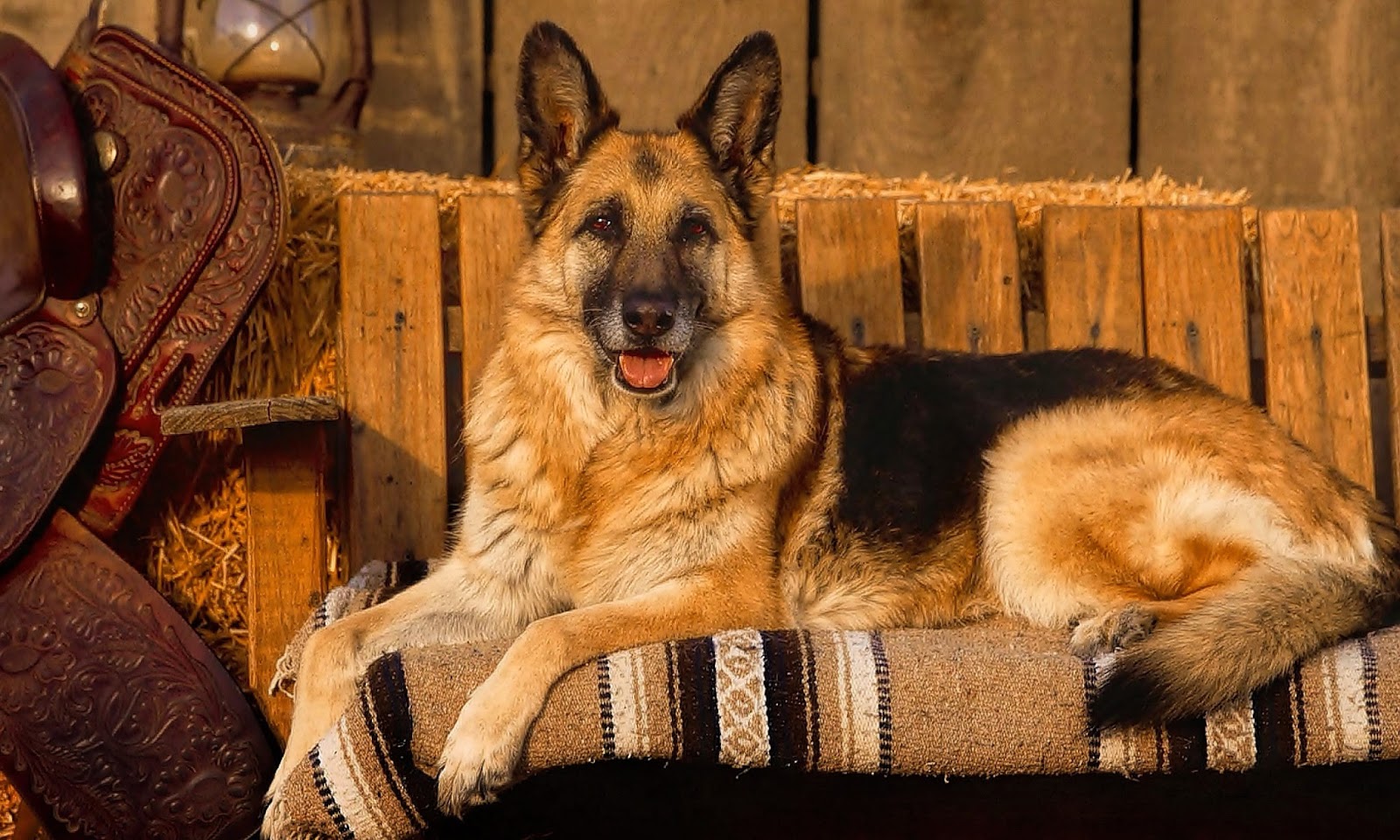 German Shepherd HD Wallpapers | HD Wallpapers (High Definition) | Free