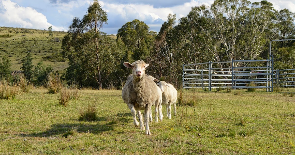 Small Animal Talk Have your say Australian Veterinary Association