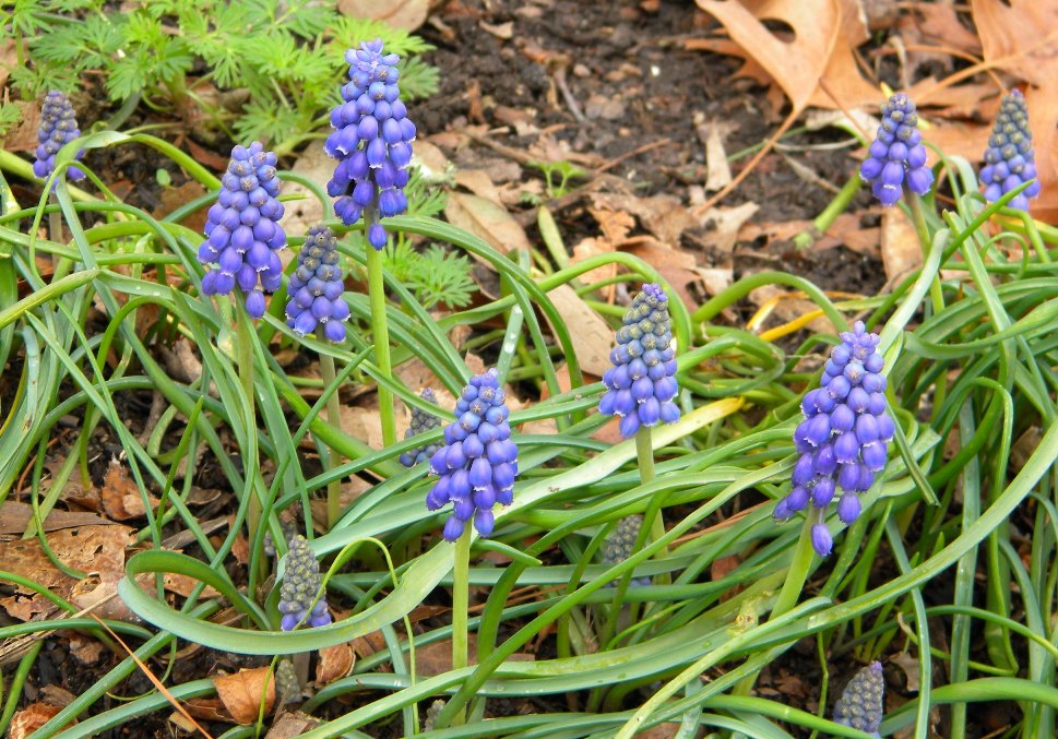 Wedding Flowers From Springwell Spring Blue Muscari The Grape Blue Flower Heads Start Pushing Up In Early March And Are Found Throughout My Garden Beds Until Mid April Usually