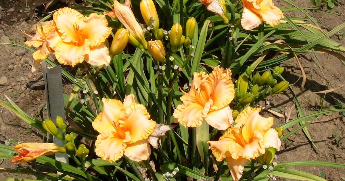 Plant Preview Companion Planting with Daylilies