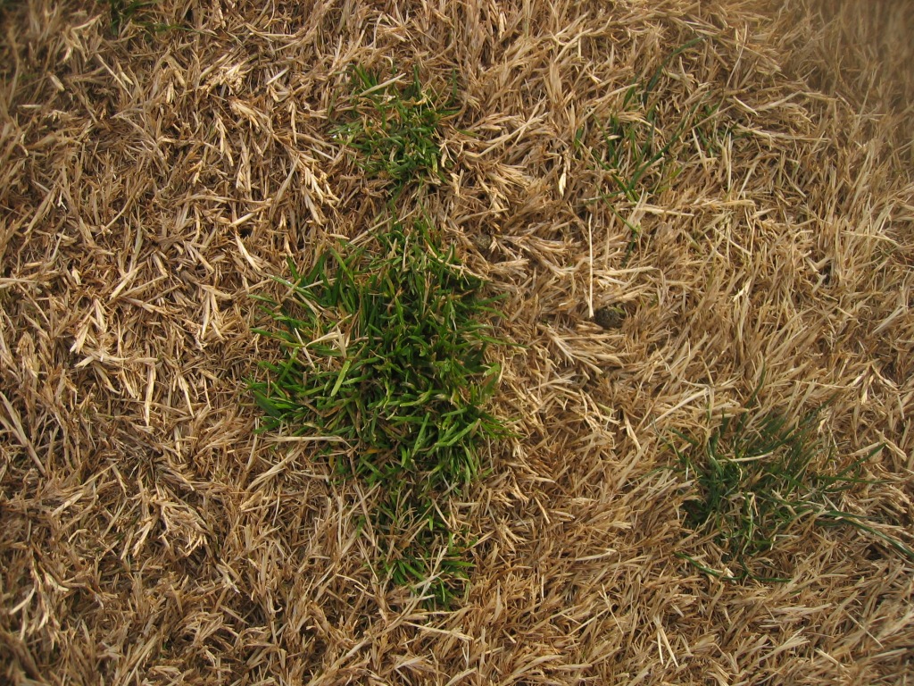 Xtremehorticulture of the Desert Bermudagrass Lawn Requires
