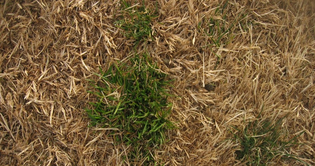 Xtremehorticulture of the Desert Bermudagrass Lawn Requires