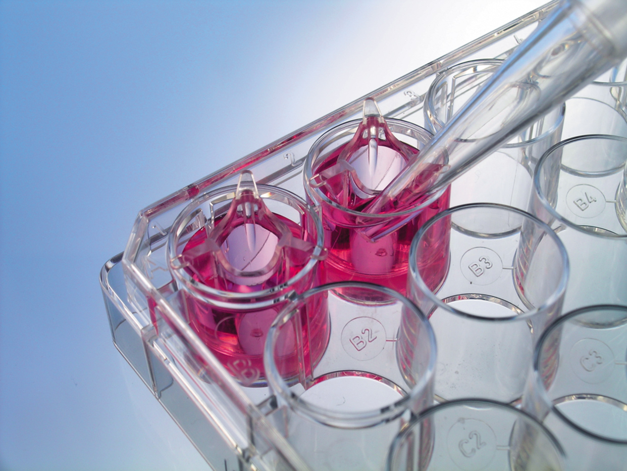Phd thesis cell culture
