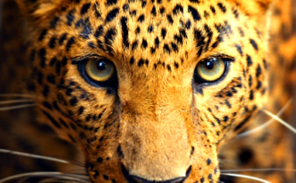 Imagenes De Ojos De Jaguar | abundancia amor y plenitud los nueve tesoros del jaguar Imagenes De Ojos De Jaguar | abundancia amor y plenitud los nueve tesoros del jaguar