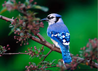 pictures, photos Birds wallpapers