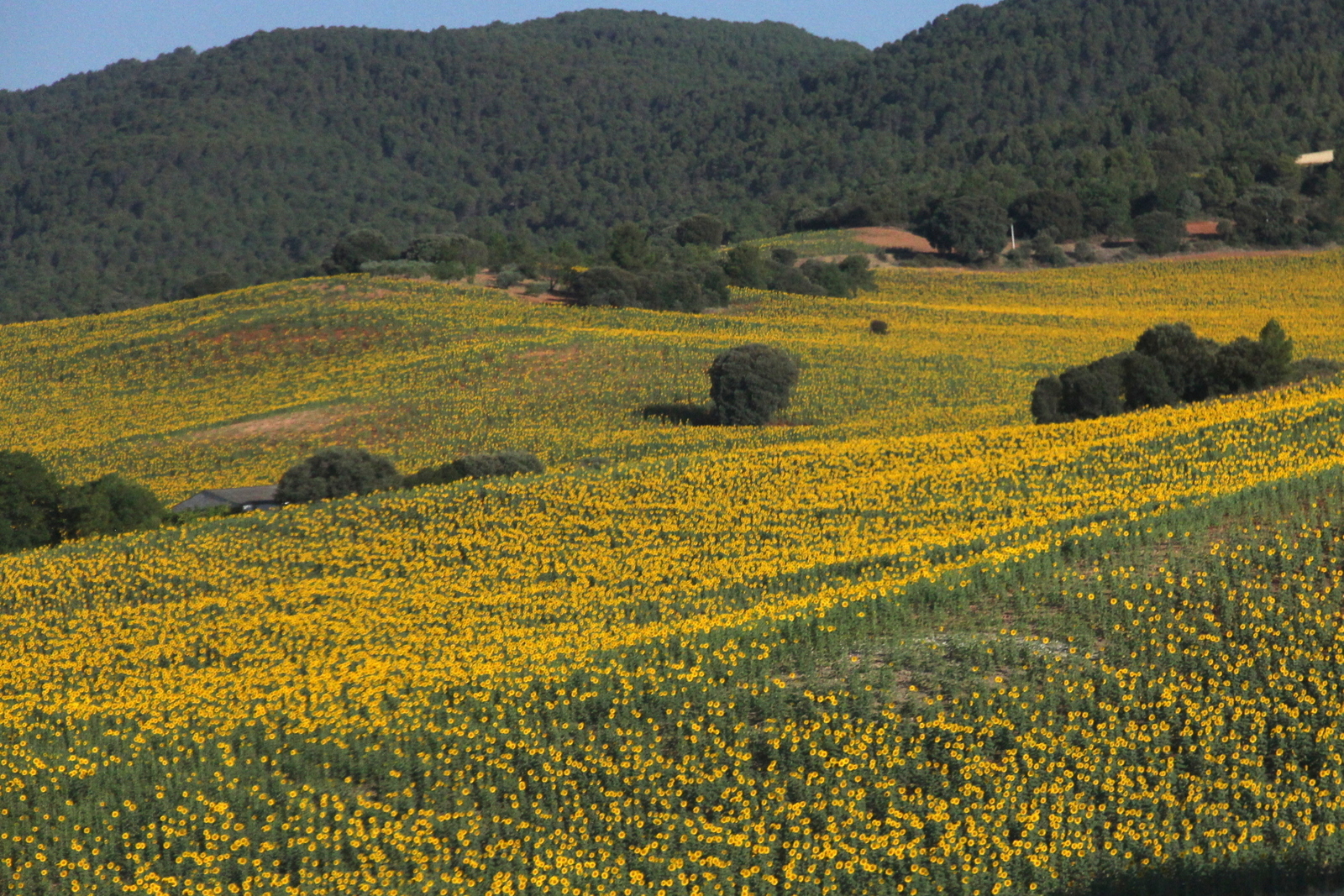 LDS Missionary Couple in the Madrid Spain Temple Sunflowers in Spain
