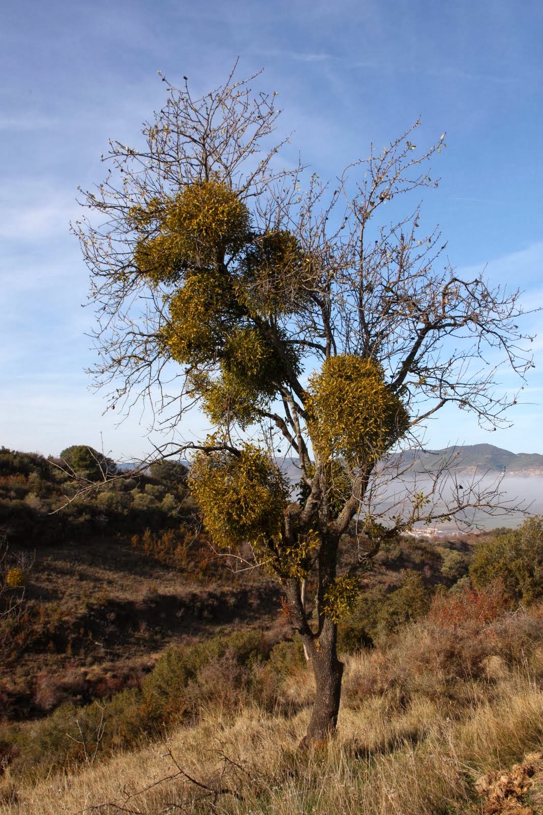 Tertulias poéticas: RITOS Y MITOS NAVIDEÑOS: EL MUÉRDAGO