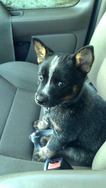 smartest breed in the world lovely pets top 5 smartest dogs in the world smartest breed in the world lovely pets top 5 smartest dogs in the world