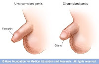 Penis Penis
