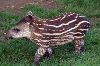 brazilian tapir