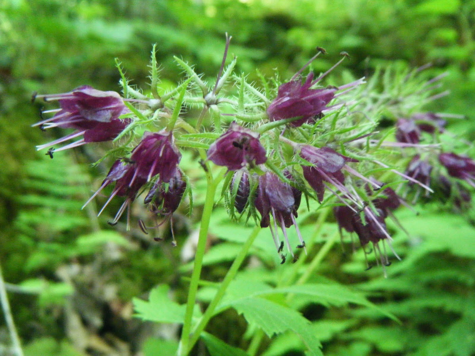 The Botanical Hiker Waterleaf (Hydrophyllum spp.) yum yum!
