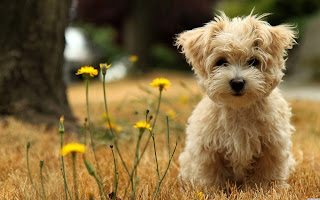 Funny Puppies Playing Funny Puppies Playing